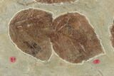 Plate of Seventeen Leaf Fossils - Glendive, Montana #188814-8